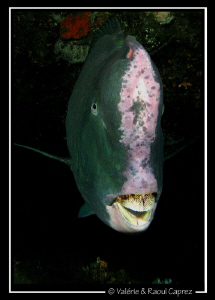 Face to face with a huge Bumphead parrot fish (Bolbometop... by Raoul Caprez 